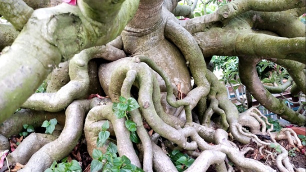 Những bộ rễ sứ khổng lồ với hình dáng độc đáo. Ảnh: Thiên Thanh.