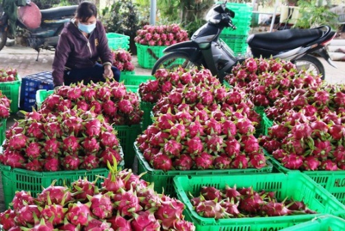 Bình Thuận: Giá thanh long chỉ còn 500-1.000 đồng/kg, nhiều nhà vườn trắng tay ảnh 1