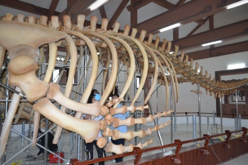 Phục dựng thành công 2 bộ xương cá voi lớn nhất Việt Nam ảnh 2