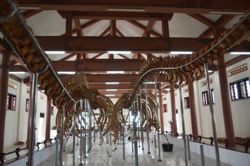 Phục dựng thành công 2 bộ xương cá voi lớn nhất Việt Nam ảnh 1