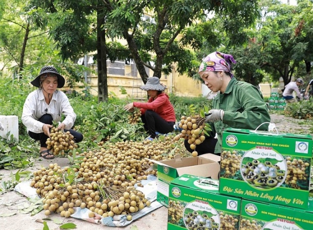 Tổng doanh thu năm 2021 của các trang trại trên địa bản tỉnh Hưng Yên đạt hơn 1.900 tỷ đồng (tăng hơn 66 tỷ so với năm 2020), bình quân hơn 2,6 tỷ đồng/trang trại. Ảnh: TL.