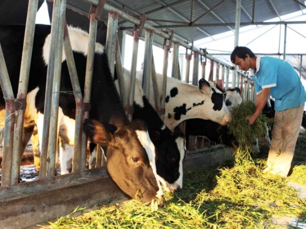 Bên cạnh bò thịt, Hà Nội cũng có nhiều tiềm năng để phát triển bò sữa. Ảnh: ST.