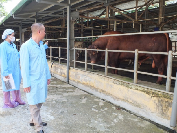 Trạm nghiên cứu và sản xuất tinh bò chất lượng cao của Công ty Cổ phần Giống gia súc Hà Nội. Ảnh: Lê Bền.