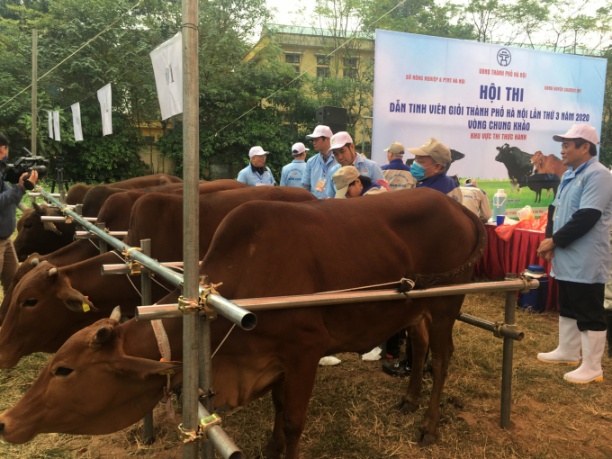 Hội thi dẫn tinh viên giỏi đã tạo niềm say mê hơn cho công tác cải tạo đàn bò của ngành chăn nuôi - thú y Hà Nội. Ảnh: CNHN.
