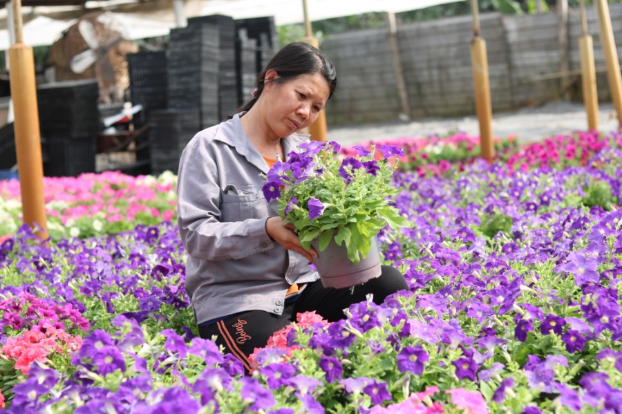 2:Bên cạnh nhiều loại hoa trồng ngoài trời, bốn năm trước, chị Thanh Thùy còn đầu tư làm nhà kính có hệ thống tưới nước nhỏ giọt để trồng dạ yến thảo.