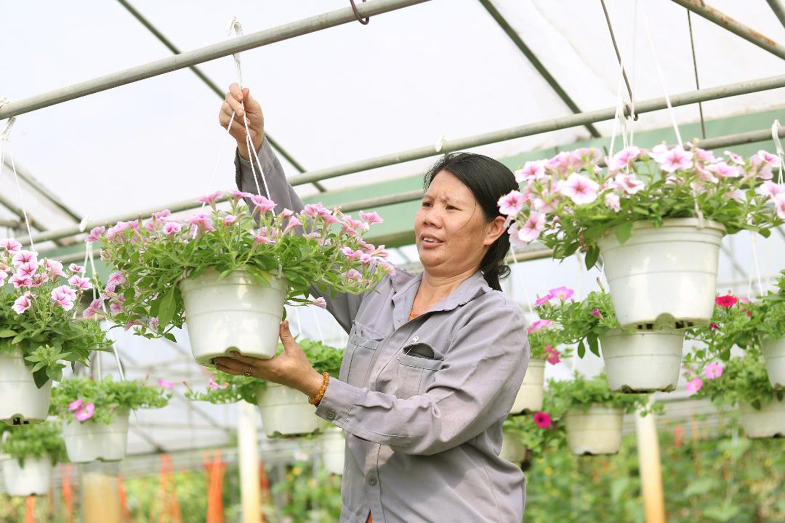 Bên cạnh nhiều loại hoa trồng ngoài trời, bốn năm trước, chị Thanh Thùy còn đầu tư làm nhà kính để trồng hoa dạ yến thảo