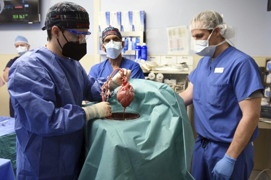 Các thành viên của đội phẫu thuật chuẩn bị quả tim heo để cấy ghép cho bệnh nhân David Bennett ở Baltimore
