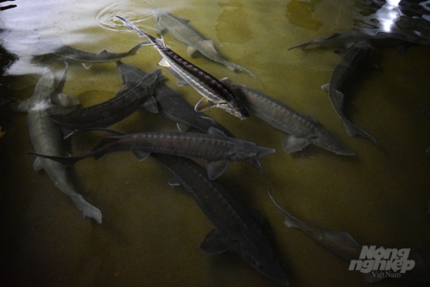 Ở trại cá của TS Lê Thanh Lựu có những con cá nặng 10 - 15kg. Ảnh: Tùng Đinh.