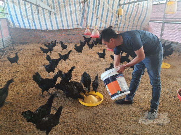 Hiện trang trại của anh Duy có trên 3.000 con gà mặt quỷ - Ảnh: Cường Vũ