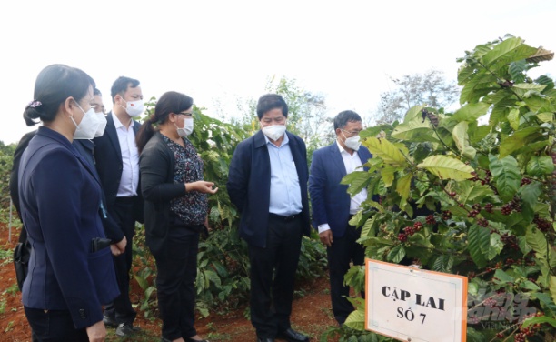 Thứ trưởng Lê Quốc Doanh (thứ 2 từ phải sang) đánh giá cao các giống cà phê mà Viện Khoa học Nông lâm nghiệp Tây Nguyên lai tạo. Ảnh: Quang Yên.
