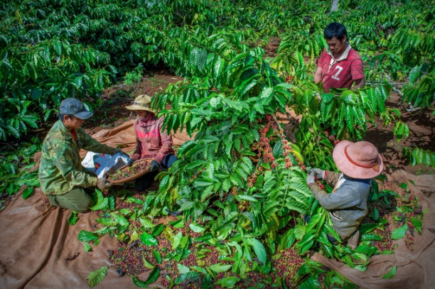 Dự án VnSAT đã thay đổi diện mạo ngành cà phê Việt Nam. Ảnh: NNVN.