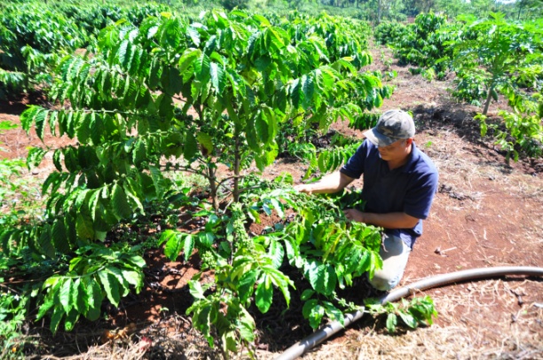 Nhờ dự án VnSAT cải thiện hạ tầng, nông dân đã có điều kiện để thâm canh cà phê. Ảnh: NNVN.