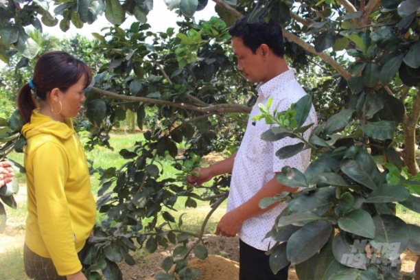 Cán bộ Trung tâm Dịch vụ nông nghiệp huyện Hoài Ân (Bình Định) hướng dẫn việc cấp mã QR truy xuất nguồn gốc cho người trồng bưởi da xanh trên địa bàn. Ảnh: Vũ Đình Thung.