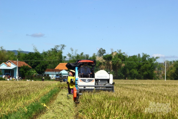 HTX Nông nghiệp Nhơn Thọ 2 thu hoạch ruộng lúa giống. Ảnh: Vũ Đình Thung.