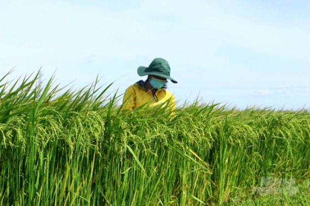 Năng suất ruộng lúa giống của HTX Nông nghiệp Nhơn Thọ 2 đạt bình quân trên 70 tạ/ha. Ảnh: Vũ Đình Thung.