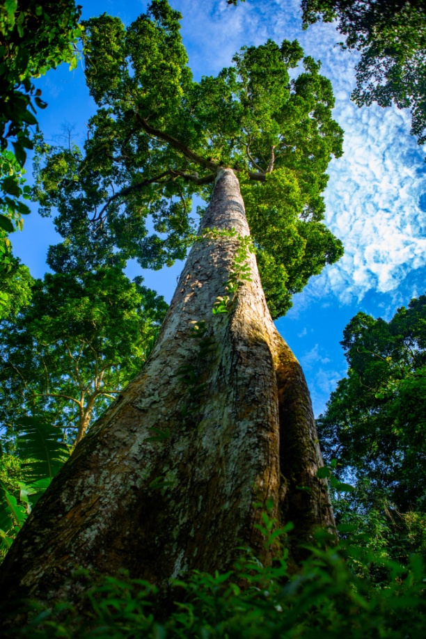 Một cây chò ước tính có ngàn năm tuổi tại Vườn quốc gia Cúc Phương.
