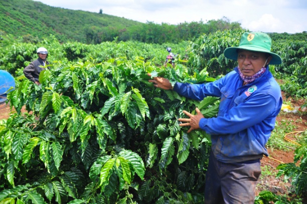 Nông dân trồng cà phê ở Tây Nguyên đã có những bước chuyển quan trọng trong nhận thức và canh tác cây cà phê nhờ Dự án VnSAT. Ảnh: NNVN.
