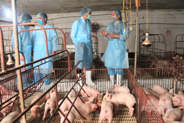 Nhu cầu vacxin phòng bệnh DTLCP đang rất cấp thiết đối với chăn nuôi lợn của nước ta . Ảnh: Phạm Hiếu.