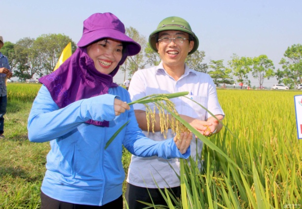 Nhiều mô hình sản xuất lúa chất lượng, theo hướng hàng hóa và VietGAP đã được triển khai hiệu quả ở Nghệ An. Ảnh: NNVN.