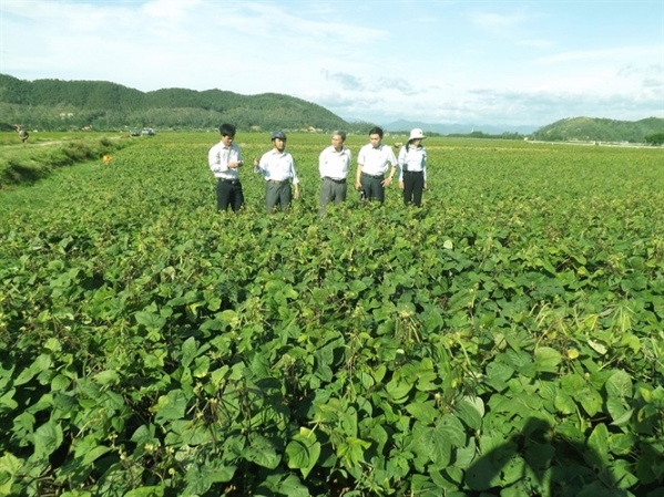Nhiều mô hình chuyển đổi đất lúa kém hiệu quả sang cây trồng cạn đã phát huy hiệu quả cao ở Nghệ An. Ảnh: NNVN.