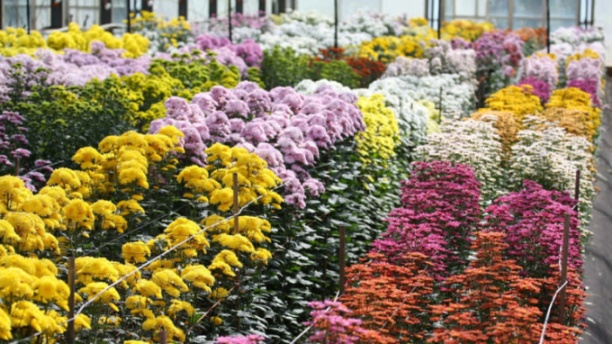 Các trang trại hoa ở Okinawa đang tận dụng nhiệt độ ấm áp của quần đảo bằng cách trồng hoa cúc vào mùa đông cho kỳ nghỉ của Nhật Bản vào mùa xuân. Ảnh: Nikkei.