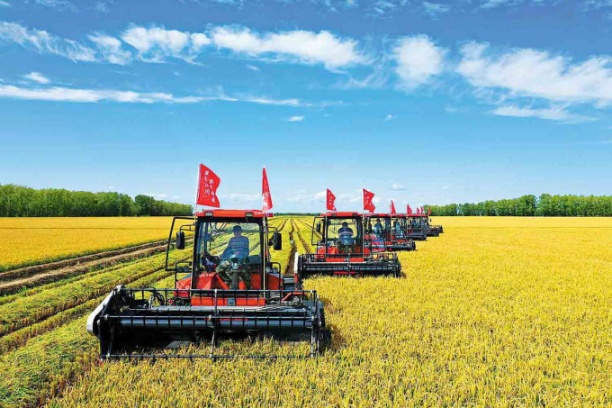 Máy gặt đập liên hợp được sử dụng để thu hoạch lúa trên đất nông nghiệp thuộc Tập đoàn Khai hoang Nông nghiệp Beidahuang. Ảnh: China Daily.