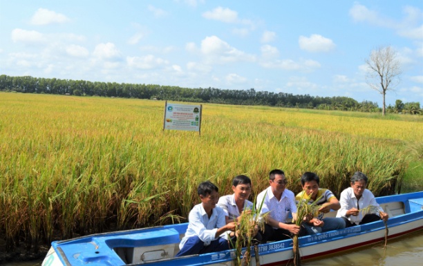 Mô hình nuôi tôm kết hợp trồng lúa hữu cơ đang phát triển mạnh tại ĐBSCL.
