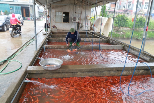 Lượng cá đỏ của làng nghề Thủy Trầm năm nay giảm mạnh do người dân e ngại tiêu thụ khó khăn. Ảnh: Mạnh Thuần. 