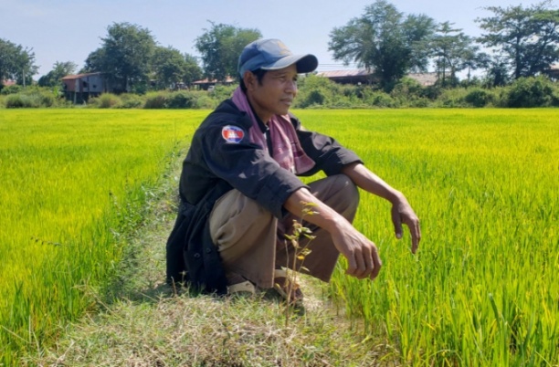 Những nông dân như trồng lúa như ông Sam Vongsay đang phải đối mặt với những mối đe dọa ngày càng tăng vì sinh kế bị đe dọa. Ảnh: Danielle Keeton-Olsen