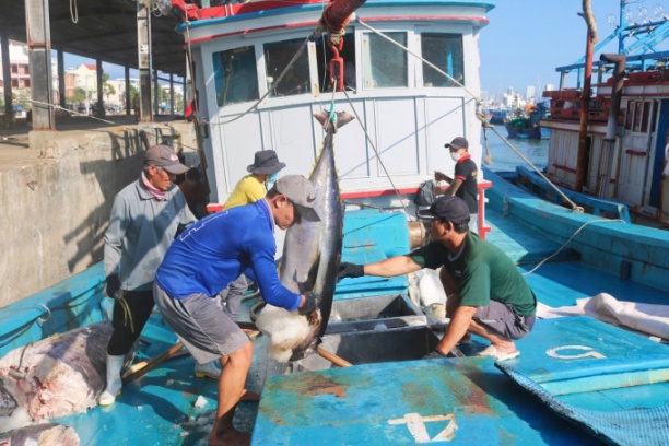 Ngư dân đánh bắt cá ngừ đại dương ở Khánh Hòa trở cập cảng Hòn Rớ. Ảnh: KS.