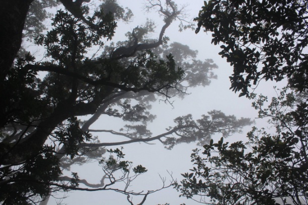 Rừng Cảnh Tiên quanh năm mây mù bao phủ. Ảnh: Thái Cảnh Toàn.