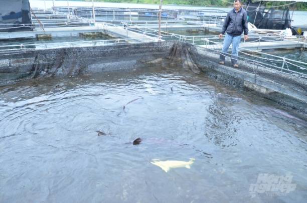 2 con cá tầm vàng được nuôi cùng với những con cá tầm bình thường, nặng 70 - 80kg. Ảnh: NNVN.
