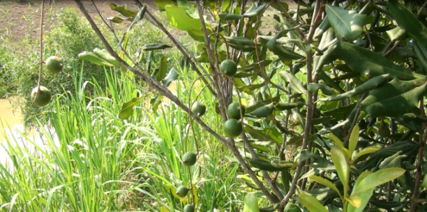 Hiện nay, một số vườn mắc ca trồng thử nghiệm bước đầu đã có quả bói, cho thấy nhiều triển vọng phát triển ở huyện Quỳnh Nhai. Ảnh: Nguyễn Thiệu.