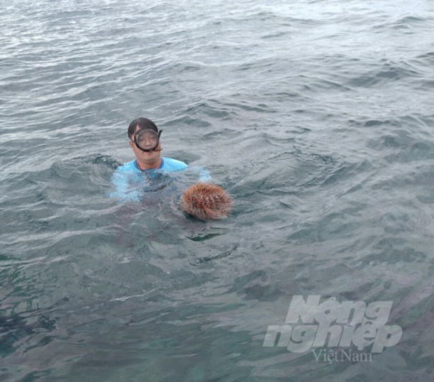 Thành viên tổ cộng đồng ở phường Gềnh Ráng (TP Quy Nhơn, Bình Định) lặn bắt sao biển gai bảo vệ san hô. Ảnh: A.T.