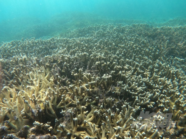 Hệ sinh thái rạn san hô ở vùng biển Nhơn Châu (TP Quy Nhơn, Bình Định) đang phục hồi rất tốt. Ảnh: A.T.