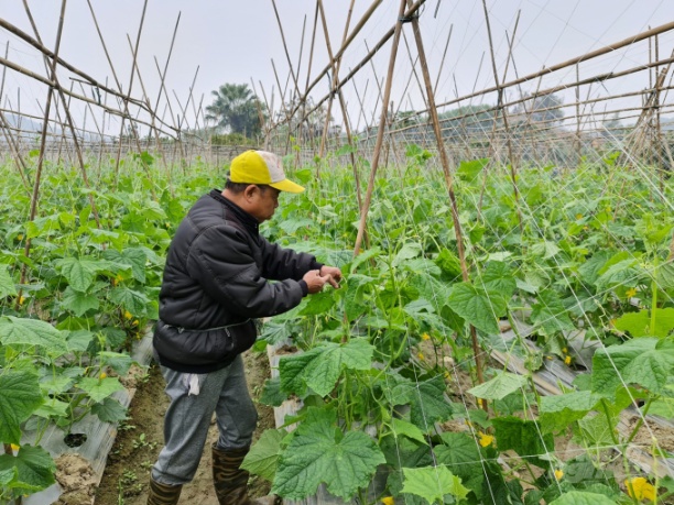 Các vùng chuyên canh trồng dưa chuột liên kết với HTX Minh Tâm đang tạo nên sự ổn định, thu nhập cao cho nhiều vùng quê xứ Tuyên. Ảnh: Đào Thanh.