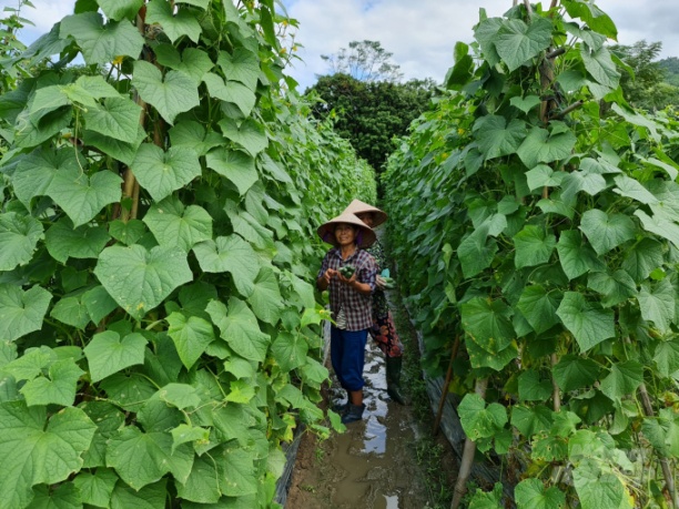 Với sự tiên phong của HTX Minh Tâm, hiện toàn tỉnh Tuyên Quang đã có hơn 160 ha trồng dưa chuột có liên kết sản xuất chặt chẽ. Ảnh: Đào Thanh.