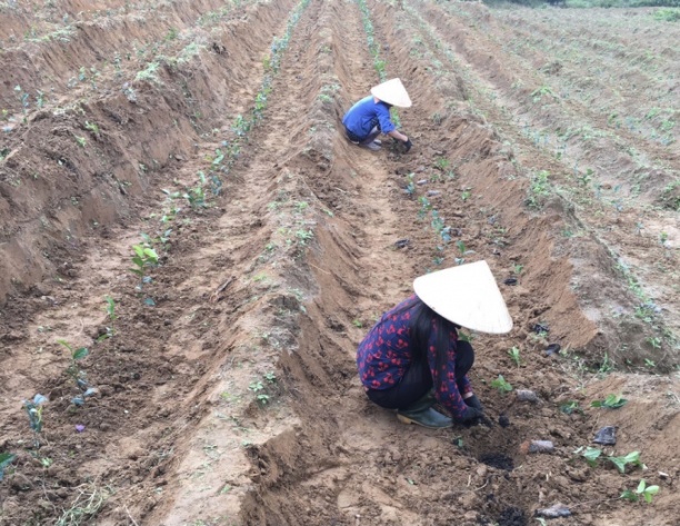 Ngoài việc chăm sóc, đốn tỉa, huyện Kỳ Anh còn chú trọng việc trồng mới và mở rộng diện tích chè nguyên liệu. Ảnh: Nguyễn Hoàn.