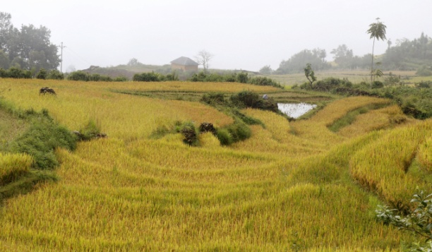 Cánh đồng lúa ở Mường Vi (huyện Bát Xát, Lào Cai), nơi làm ra sản phẩm OCOP gạo Séng Cù nổi tiếng ở Lào Cai. Ảnh: Q.K