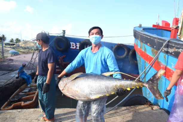 Đang vào vụ đánh bắt chính nên cá ngừ đại dương trong chuyến biển xuyên Tết có trọng lượng lớn. Ảnh: V.Đ.T.