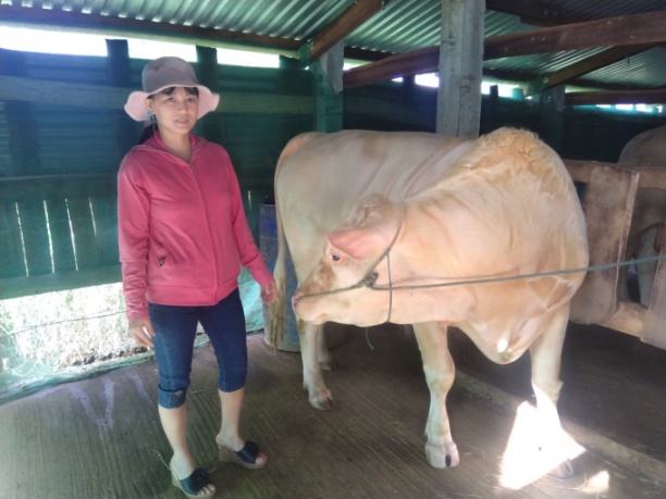 Một gia đình mua bò lai ở xóm chợ bò về vỗ béo. Ảnh: MHN.