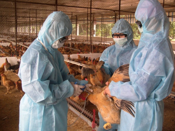 Việc kiểm soát tốt các loại dịch bệnh động vật trên cạn đã tạo thuận lợi cho chăn nuôi phát triển. Ảnh: TL.