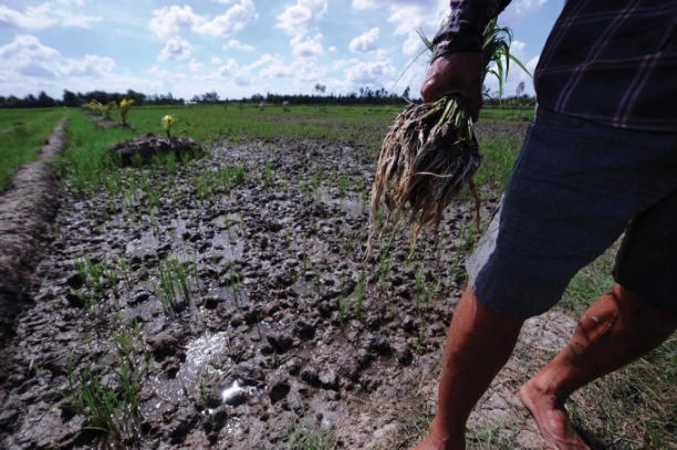 Nông dân ở Đồng bằng sông Cửu Long của Việt Nam nhổ bỏ những cây lúa chết do bị nhiễm mặn từ Biển Đông. Ảnh: AFP