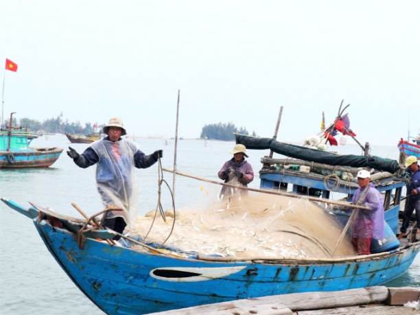 Các tàu cá ở Quảng Nam phấn khởi trở về vì được mùa cá trích. Ảnh: L.K.