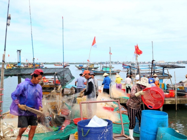 Thời điểm này, tại các bến cá ở Quảng Nam đều nhộn nhịp hoạt động mua bán hải sản. Ảnh: L.K.