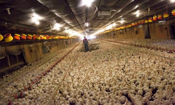 Người nuôi gà Craig Watts đi tìm những con chim chết và bị thương trong chuồng gà tại C&A Farms ở Fairmont, North Carolina. Các trang trại nuôi gà công nghiệp bị ảnh hưởng nặng nề bởi dịch cúm gia cầm bùng phát hồi năm 2014-15. Ảnh: Reuters.