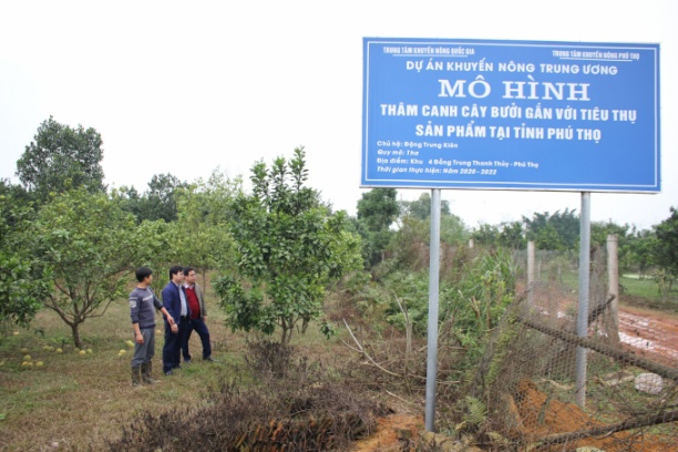 Năm 2021, Trung tâm khuyến nông Phú Thọ tiếp tục triển khai hiệu quả dự án khuyến nông Trung ương 'xây dựng mô hình thâm canh cây bưởi gắn với tiêu thụ sản phẩm tại tỉnh Phú Thọ'. Ảnh: Trung Quân.