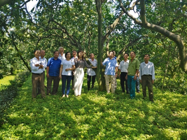 Khuyến nông Phú Thọ tổ chức các buổi tham quan, hướng dẫn kỹ thuật chăm sóc bưởi tại vườn cho các hộ tham gia dự án khuyến nông Trung ương năm 2021. Ảnh: TTKN Phú Thọ.