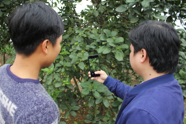 Cán bộ khuyến nông Phú Thọ hướng dẫn chủ trang trại cài đặt, sử dụng ứng dụng Agritech ngay tại vườn. Ảnh: Trung Quân.