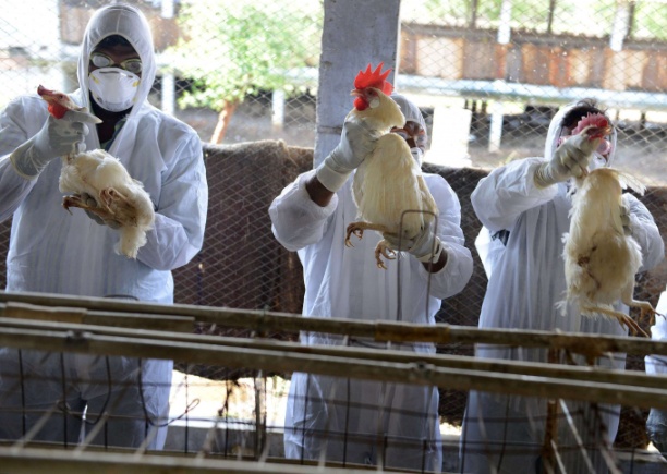 Bộ Nông nghiệp Pháp cho biết đã có 366 ổ dịch HPAI được xác nhận có liên quan đến virus H5N1 tại các trang trại thương mại. Ảnh minh họa: Reuters.